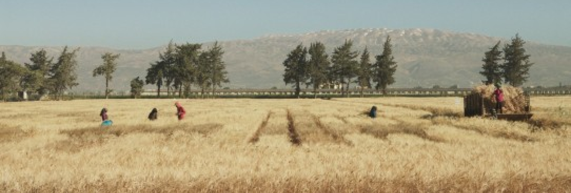 حبّ برّي