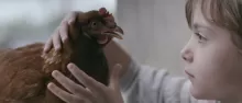 The Chicken